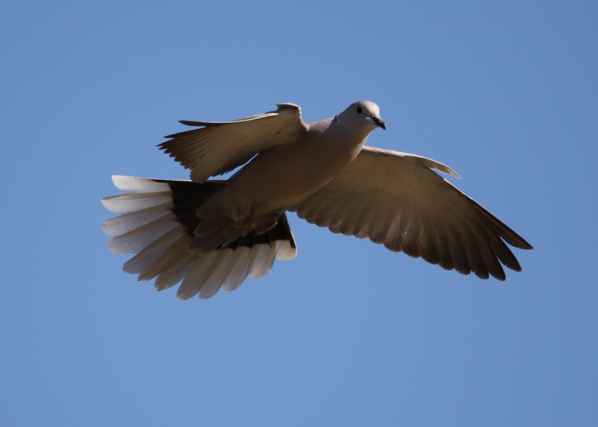 Eurasian Collared-Dove - ML153593381