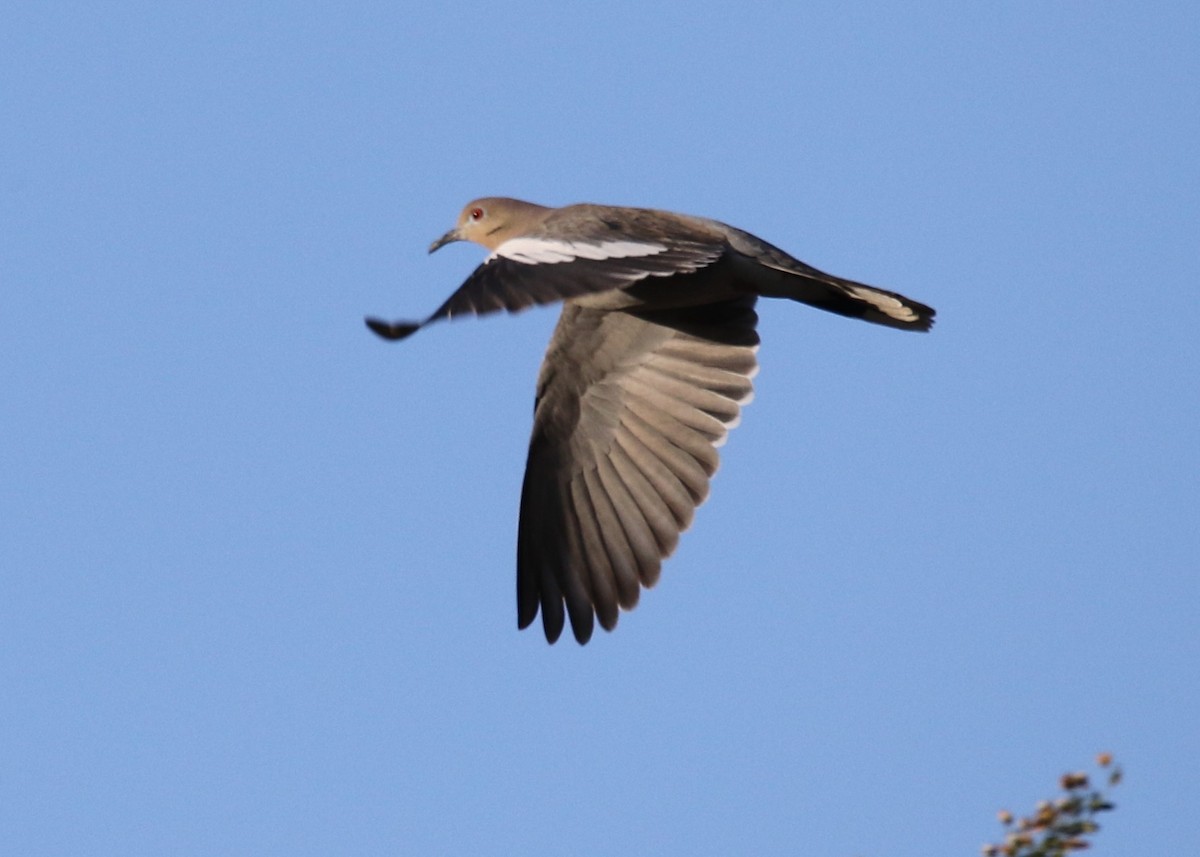 White-winged Dove - ML153593391