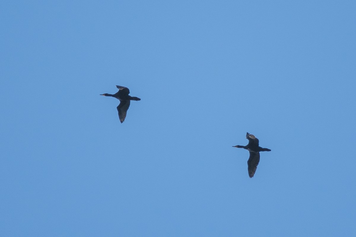 Double-crested Cormorant - ML153593421