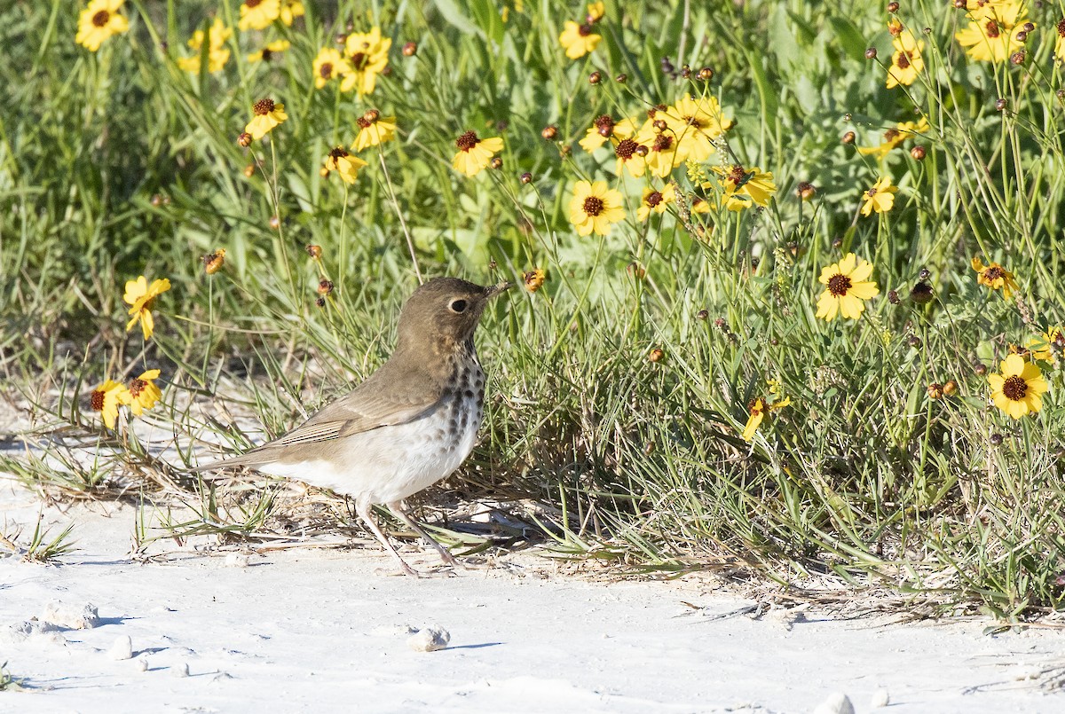 Swainson's Thrush (Olive-backed) - ML153593481