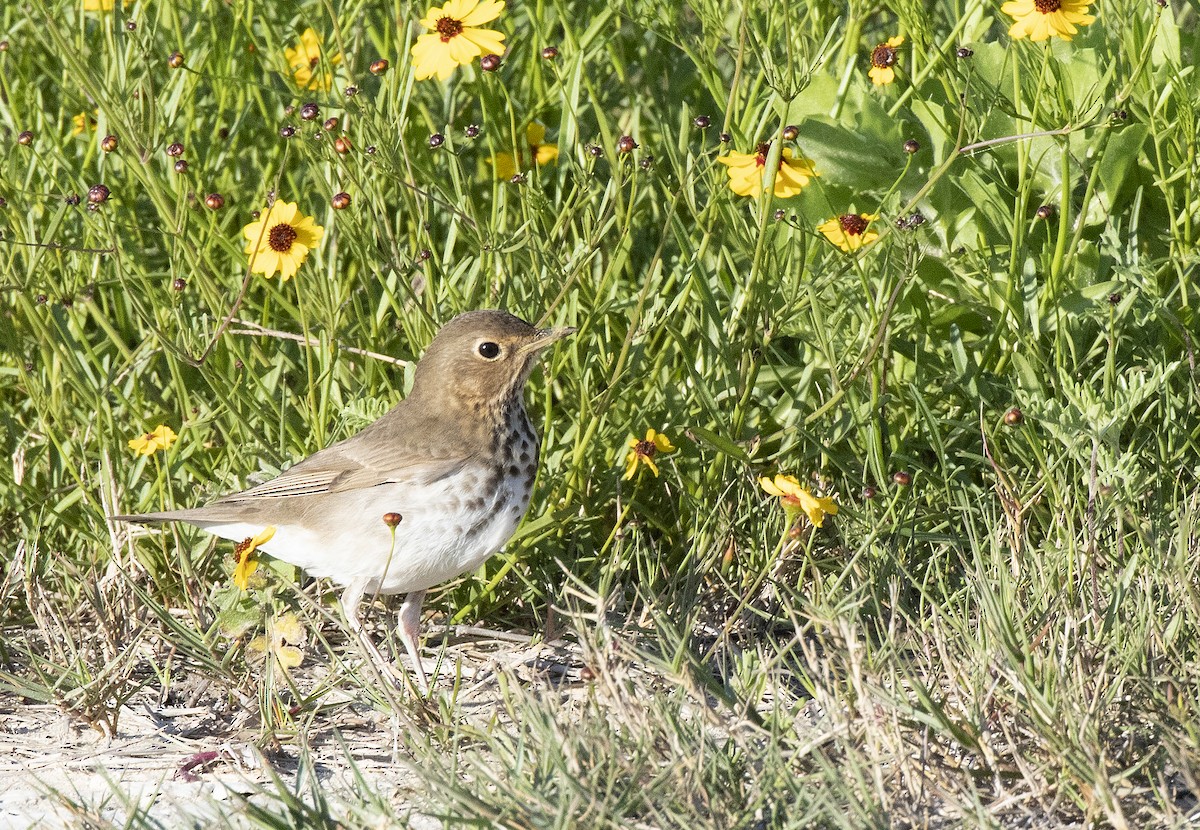 Swainson's Thrush (Olive-backed) - ML153593511