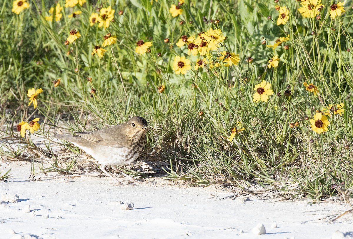 Swainson's Thrush (Olive-backed) - ML153593521