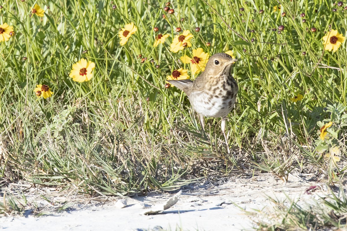 Swainson's Thrush (Olive-backed) - ML153593531