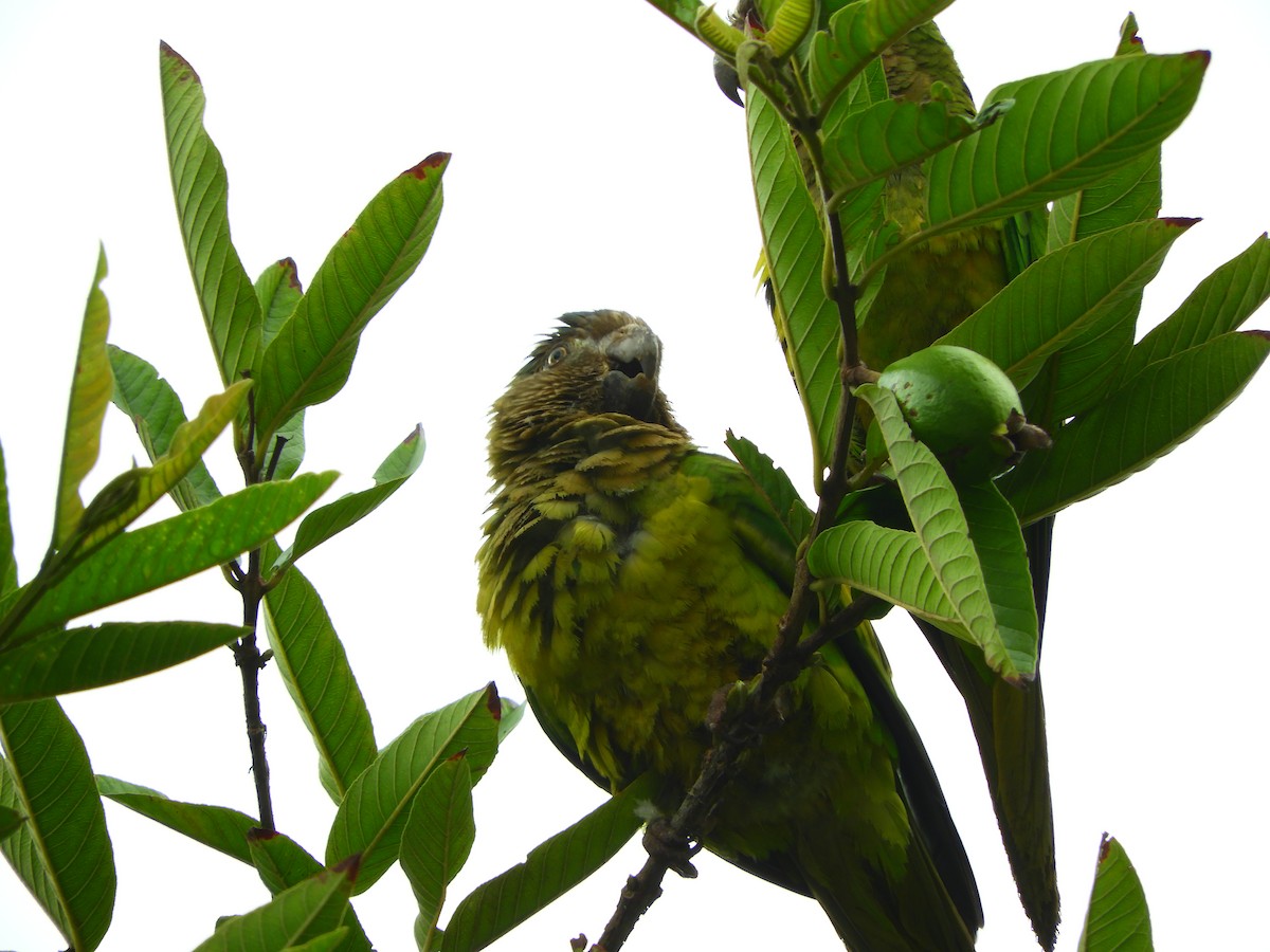 Conure cuivrée - ML153593541