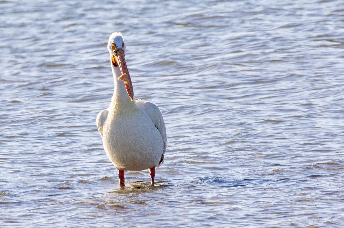 American White Pelican - ML153593661