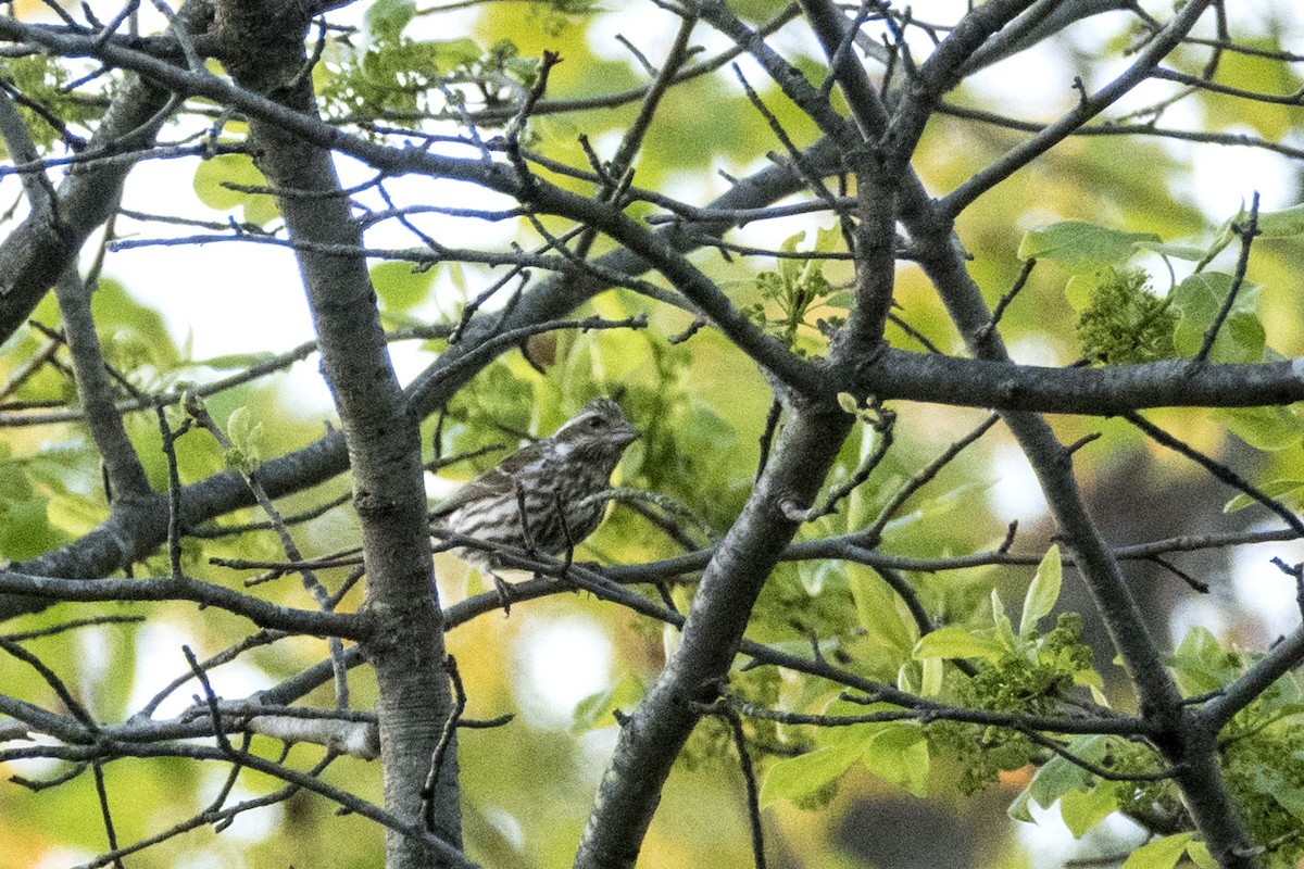 Purple Finch - ML153593691