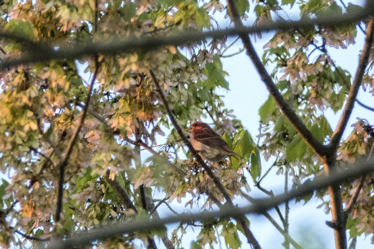 Purple Finch - ML153593701