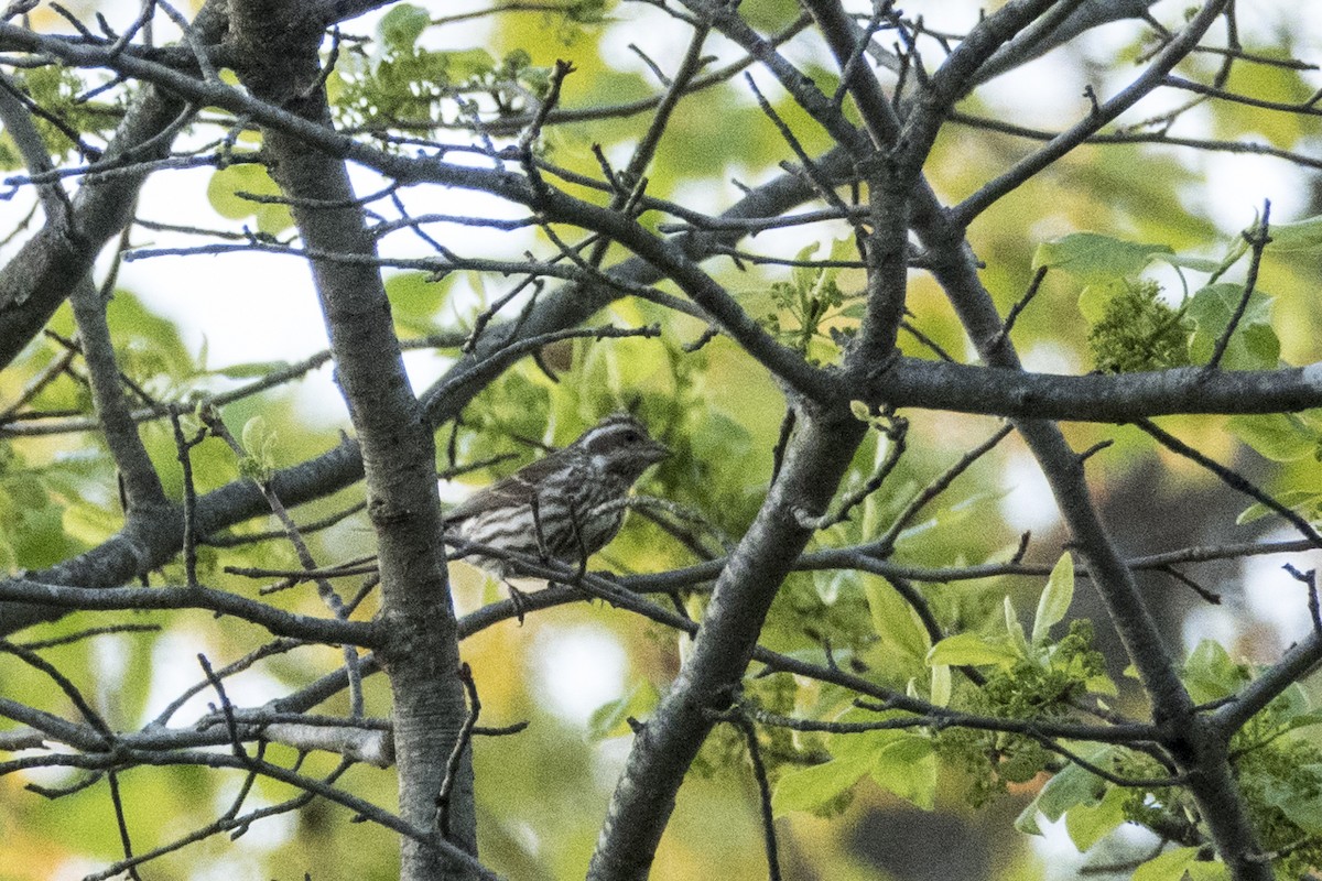 Purple Finch - ML153593721