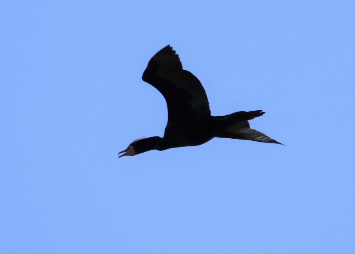 Double-crested Cormorant - Louis Hoeniger