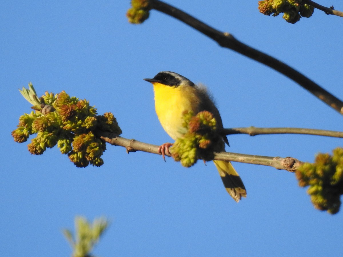 Common Yellowthroat - ML153594051