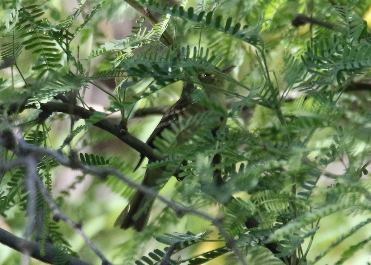 Western Flycatcher (Pacific-slope) - ML153594081