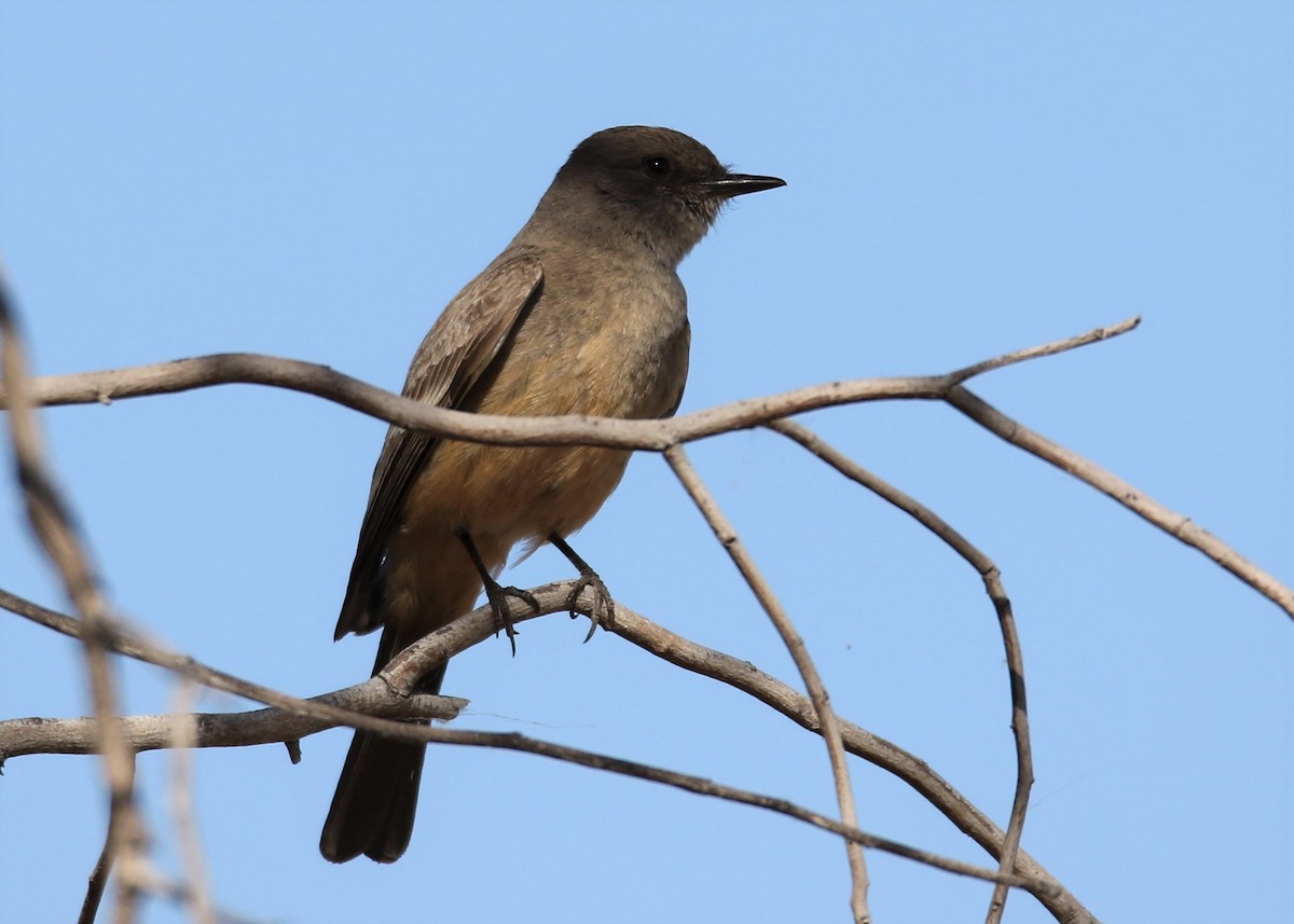 Say's Phoebe - ML153594141