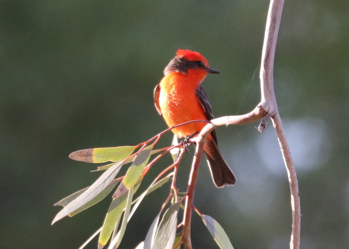 Vermilion Flycatcher - ML153594241