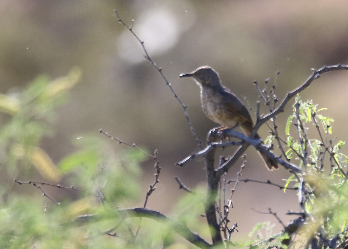 Curve-billed Thrasher (palmeri Group) - Louis Hoeniger