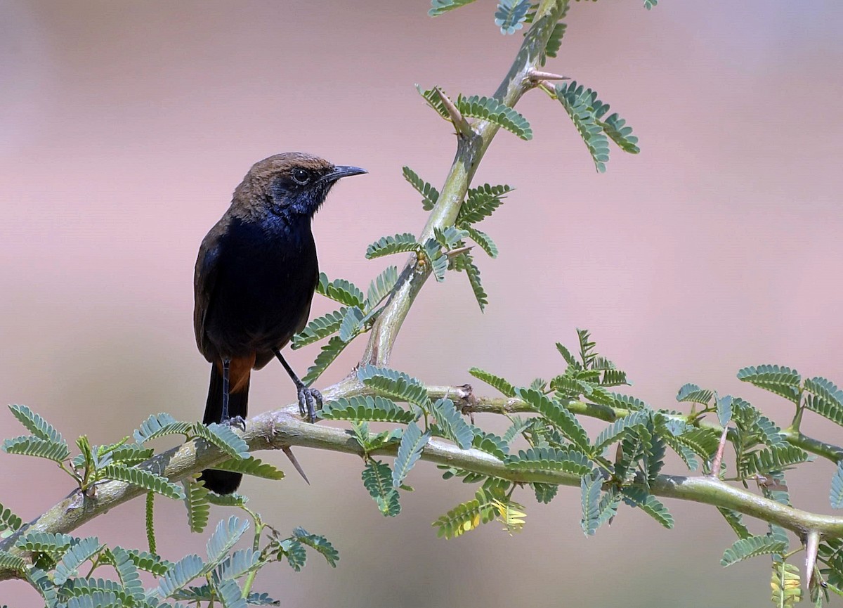 Indian Robin - ML153594801