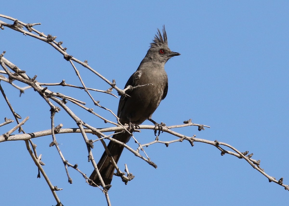 Capulinero Negro - ML153594961