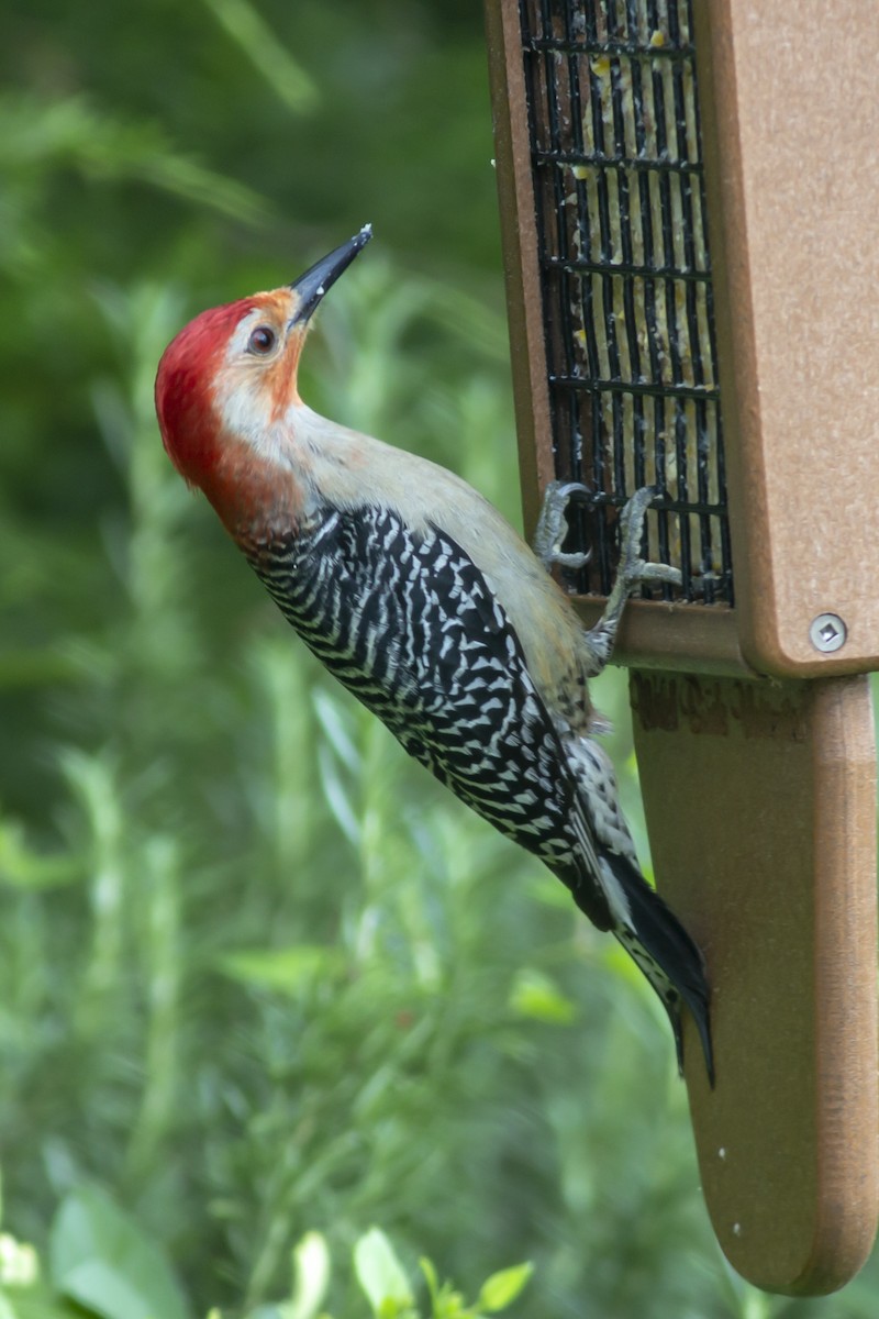 Red-bellied Woodpecker - George Holt