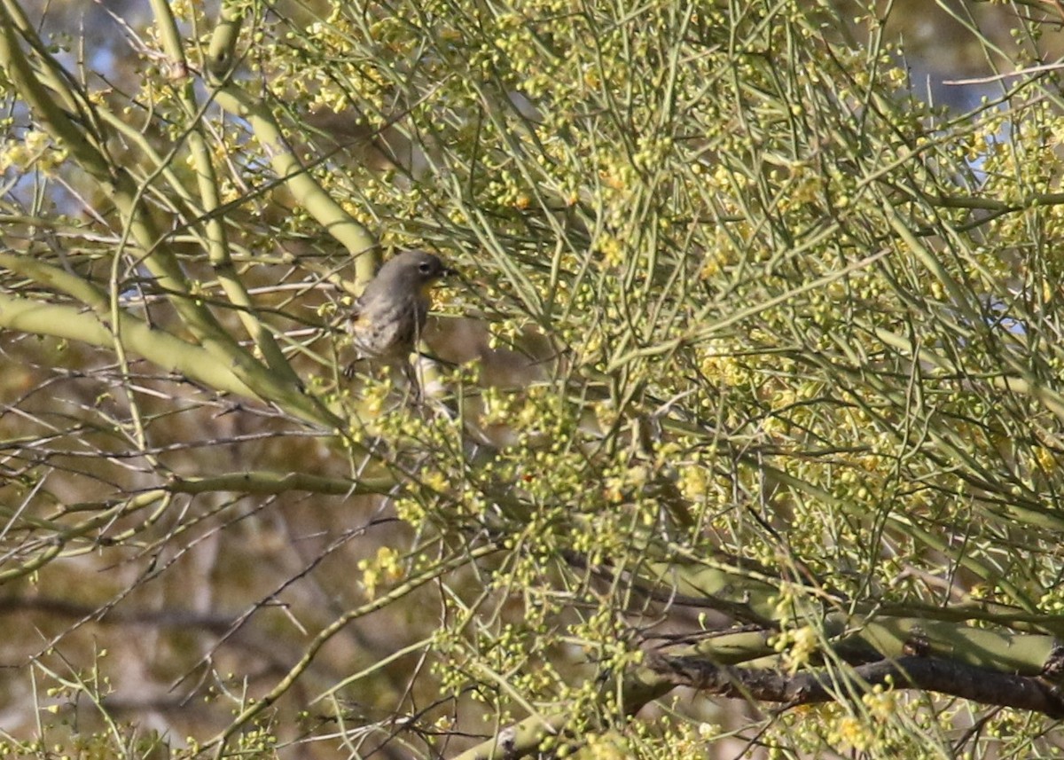 Yellow-rumped Warbler (Audubon's) - ML153595461