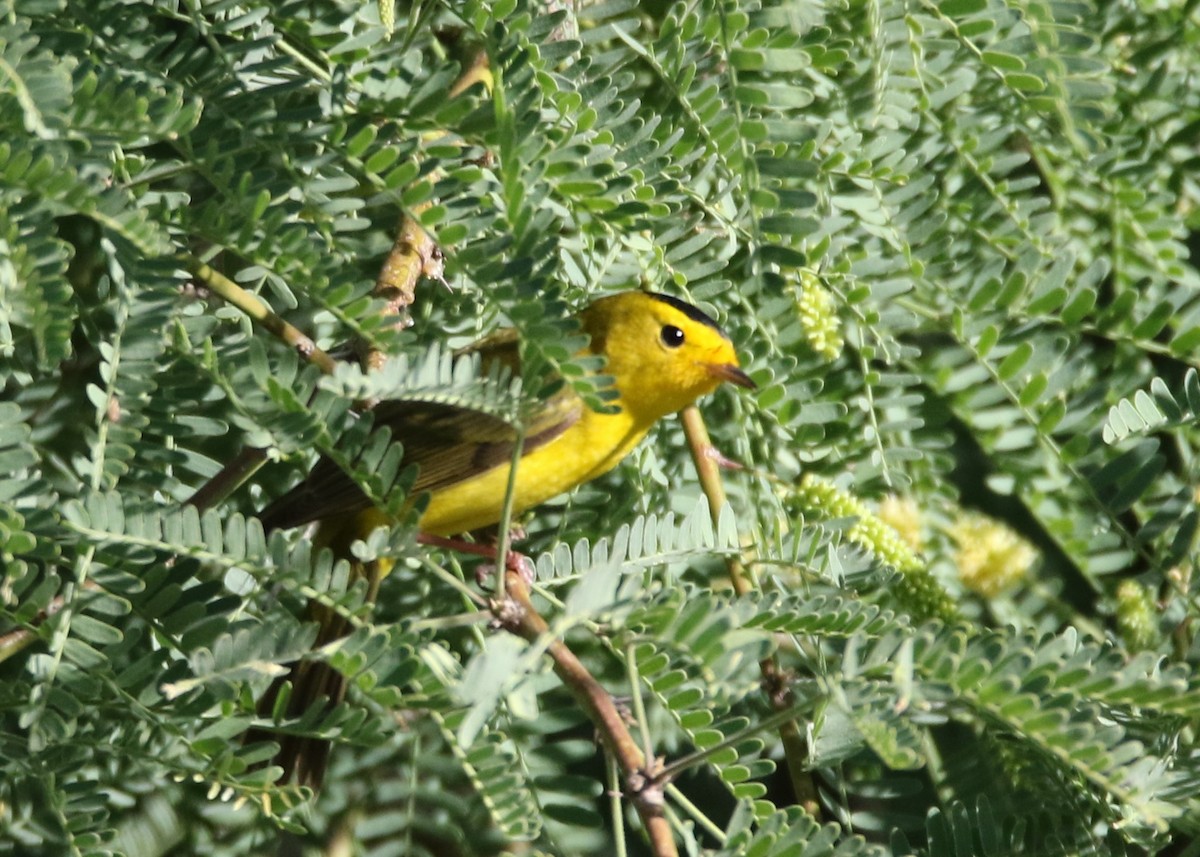 Wilson's Warbler - ML153595501