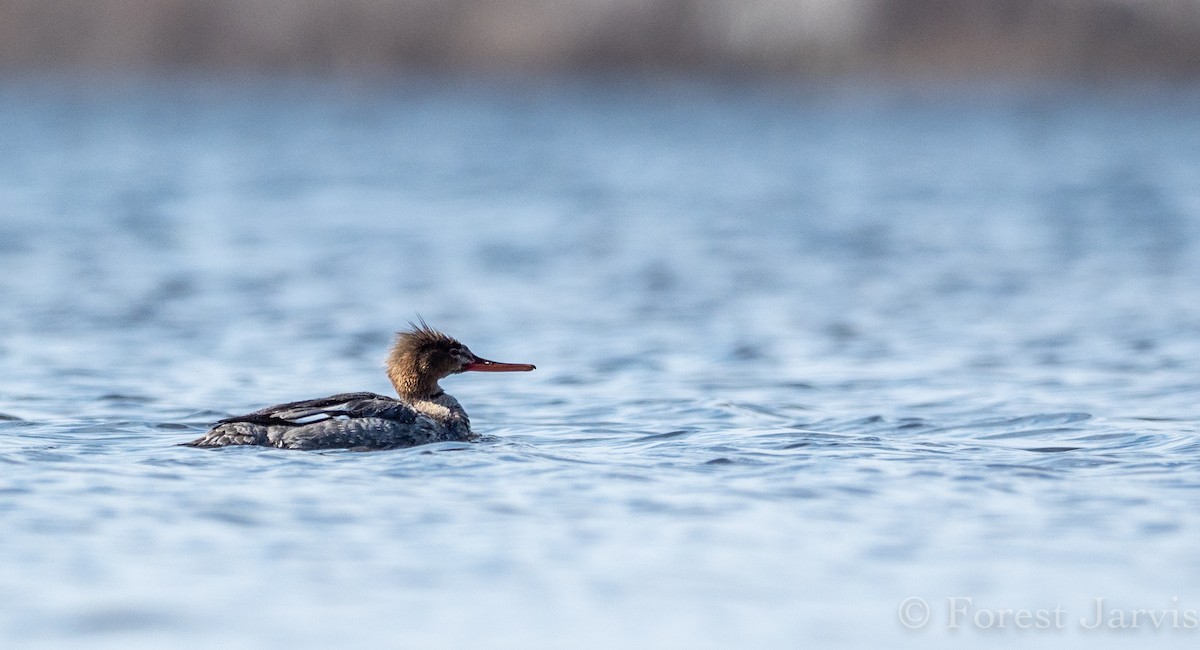 Red-breasted Merganser - ML153596431