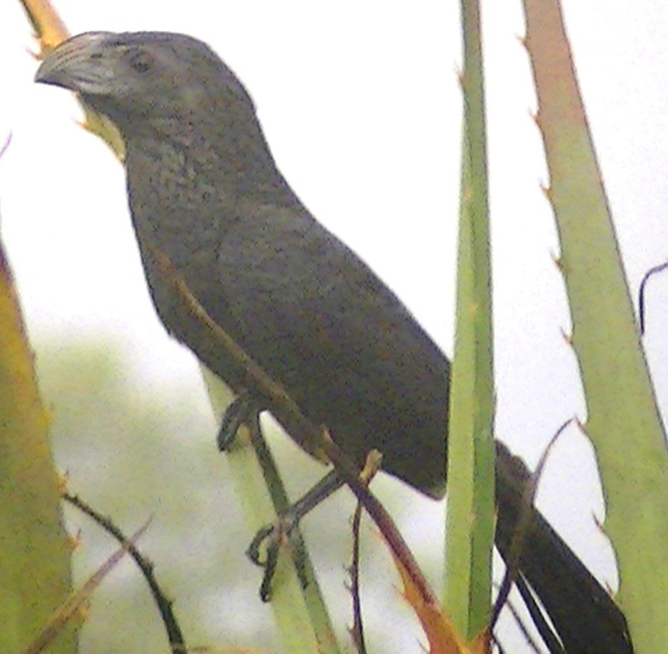 Groove-billed Ani - ML153596831