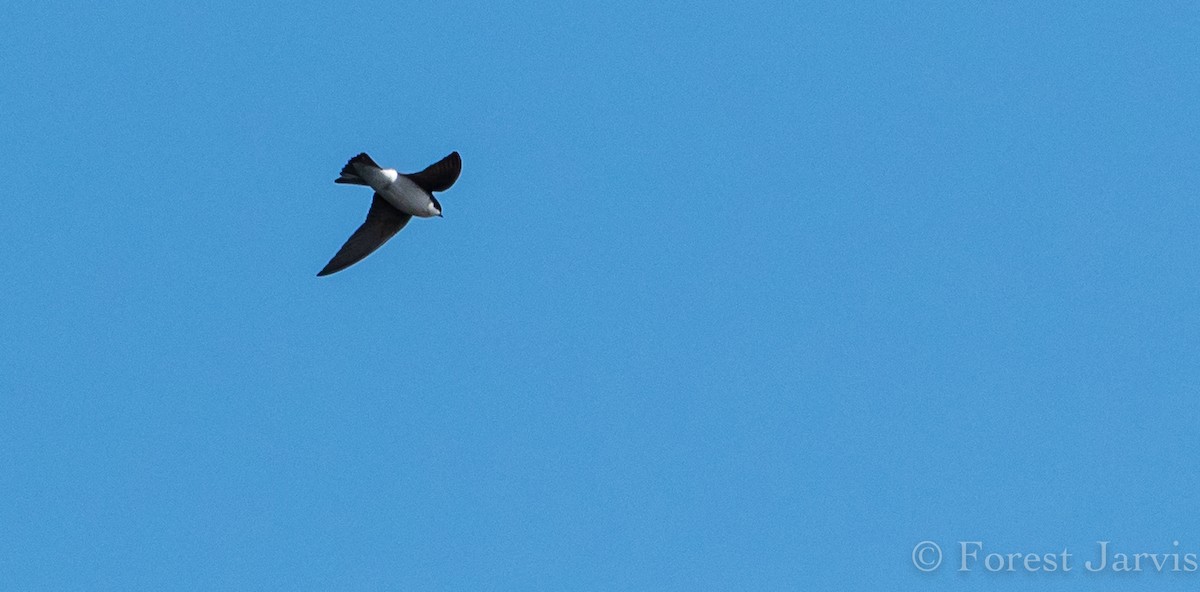 Golondrina Bicolor - ML153596921