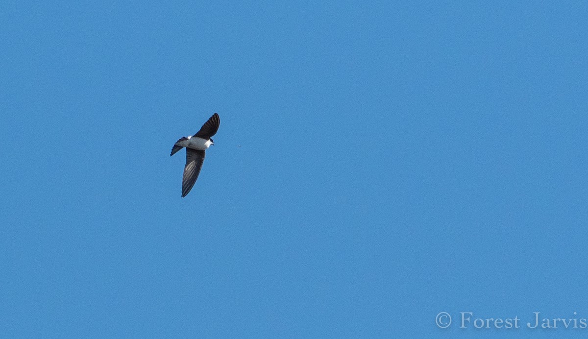 Tree Swallow - Forest Botial-Jarvis