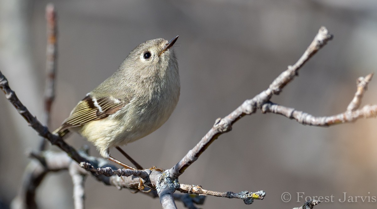 Ruby-crowned Kinglet - Forest Botial-Jarvis