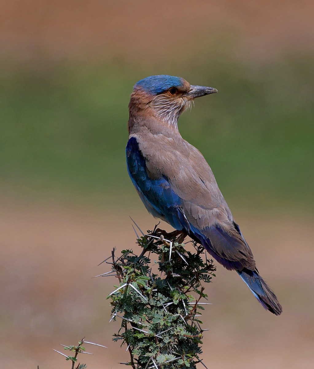 Indian Roller - ML153597541