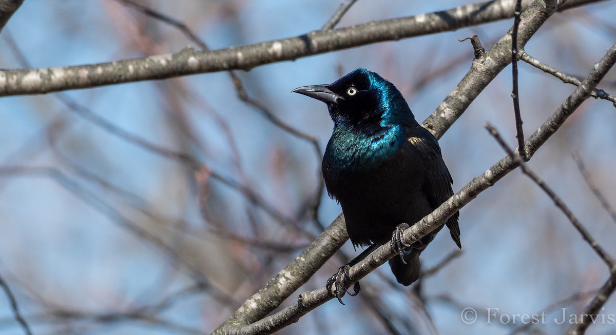 Common Grackle - ML153597691