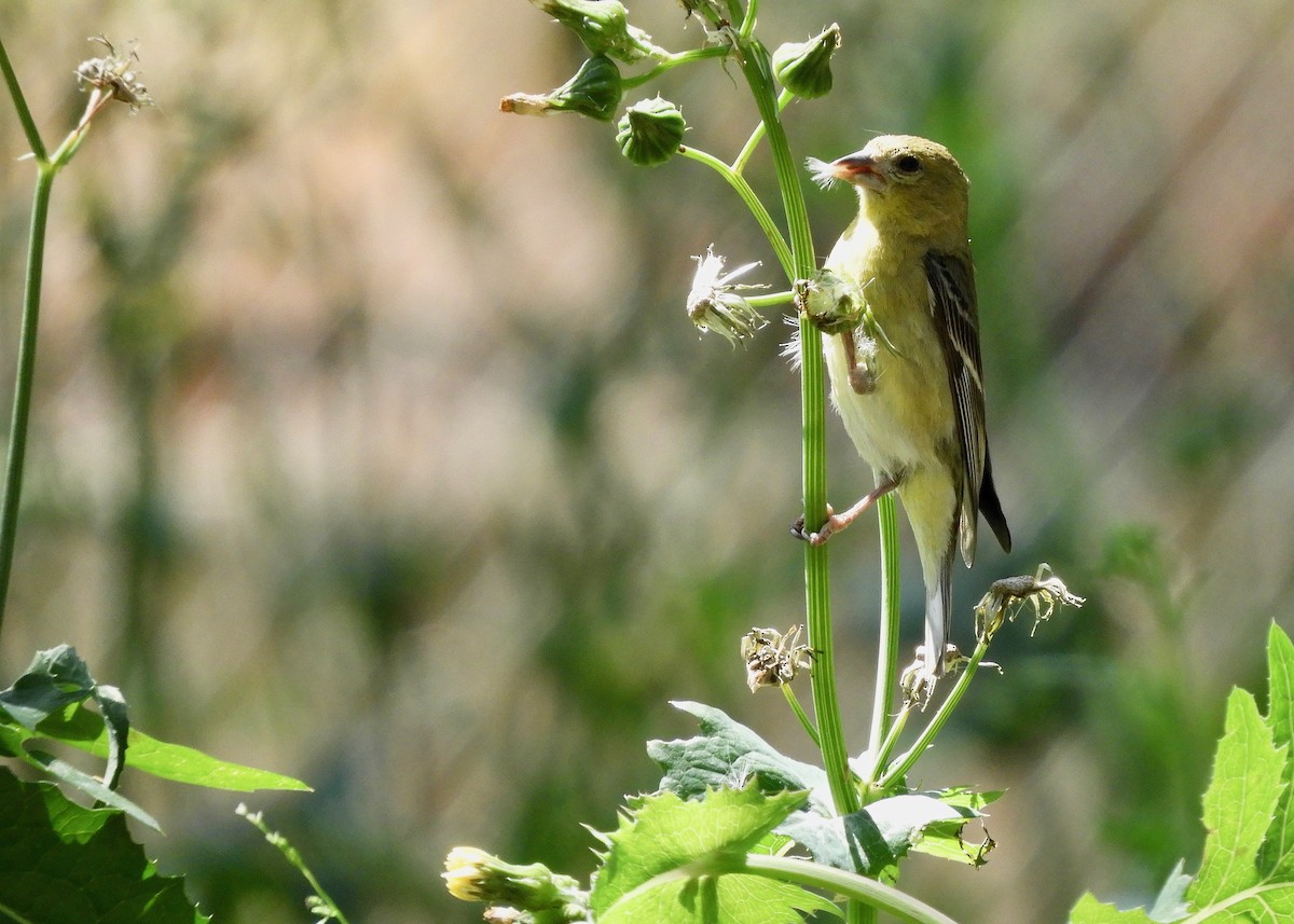 Lesser Goldfinch - ML153597841