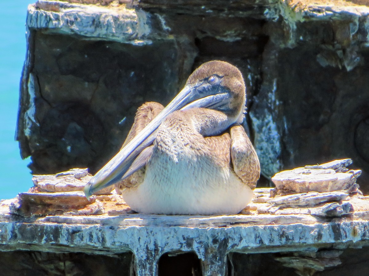 Pélican brun (carolinensis) - ML153598201