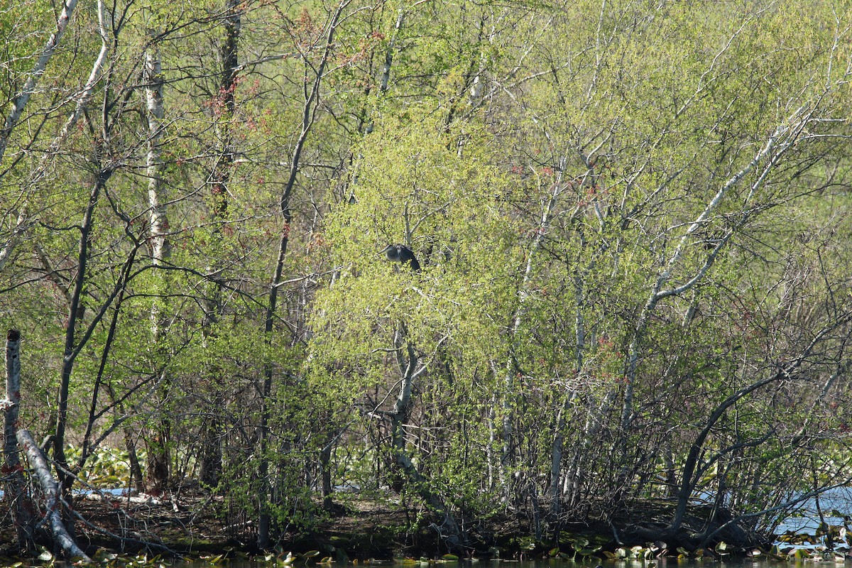 Great Blue Heron - ML153598801