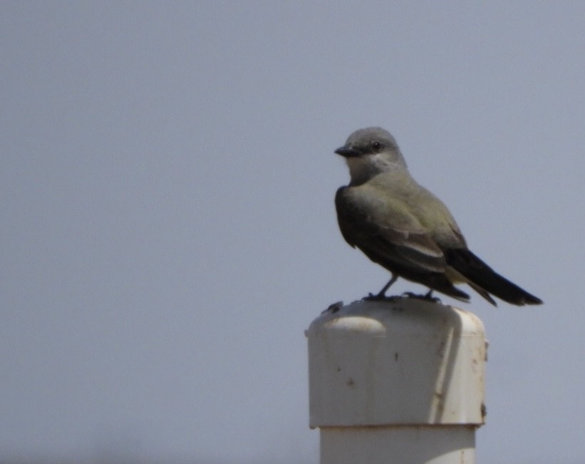 Western Kingbird - ML153601251