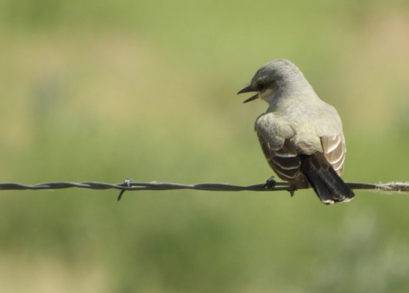 Western Kingbird - ML153601261