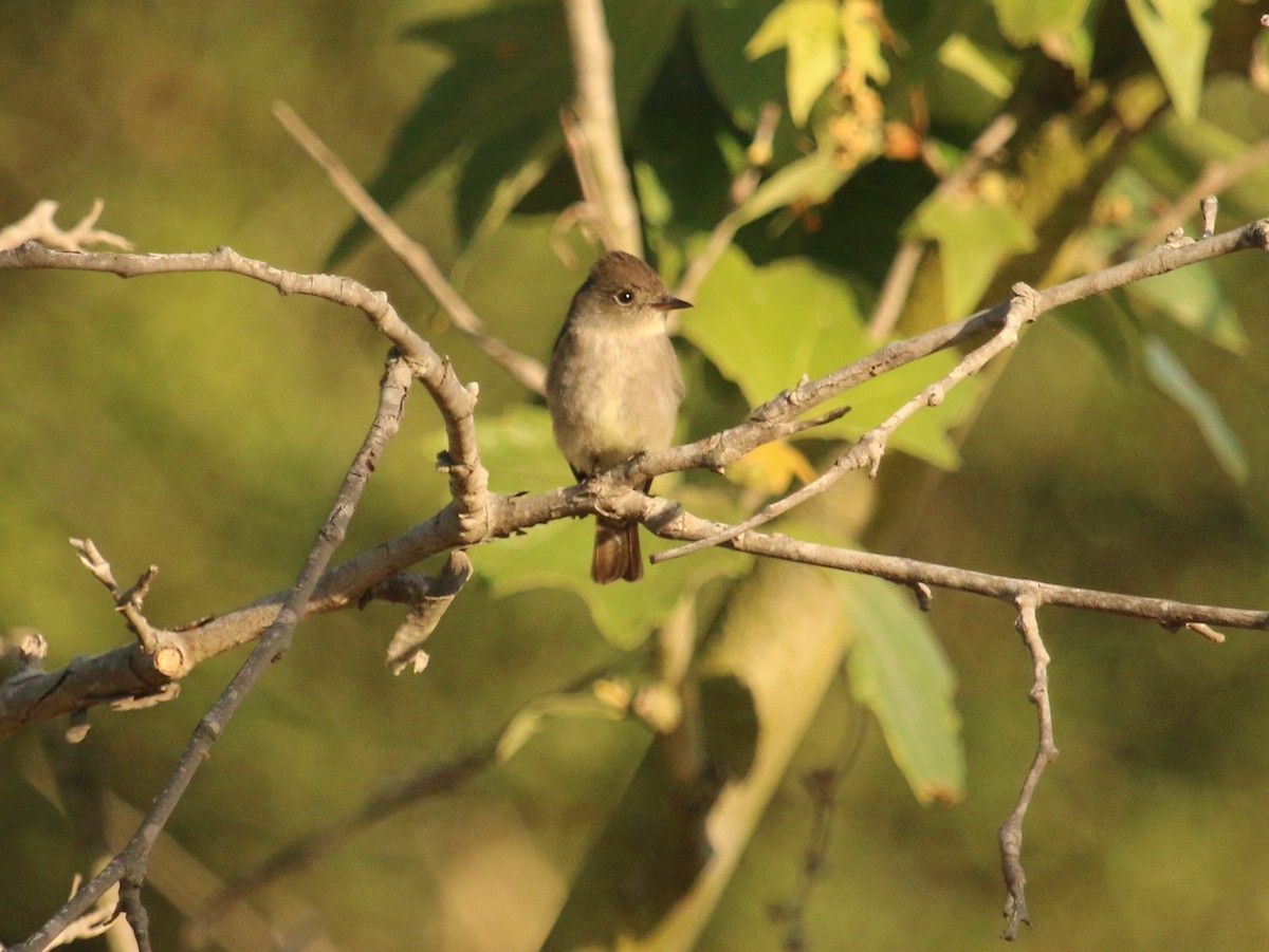 Western Wood-Pewee - ML153601891