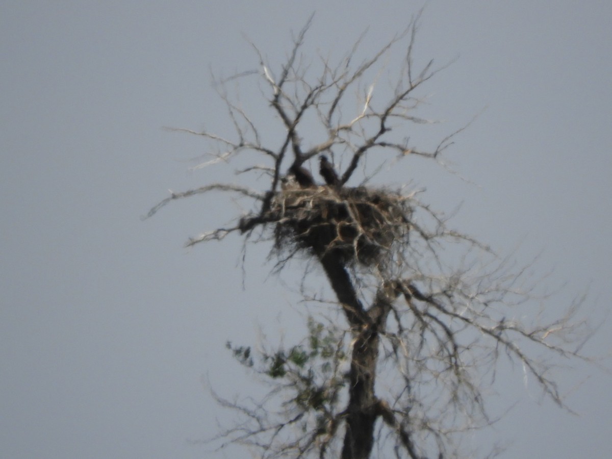 Bald Eagle - ML153603231