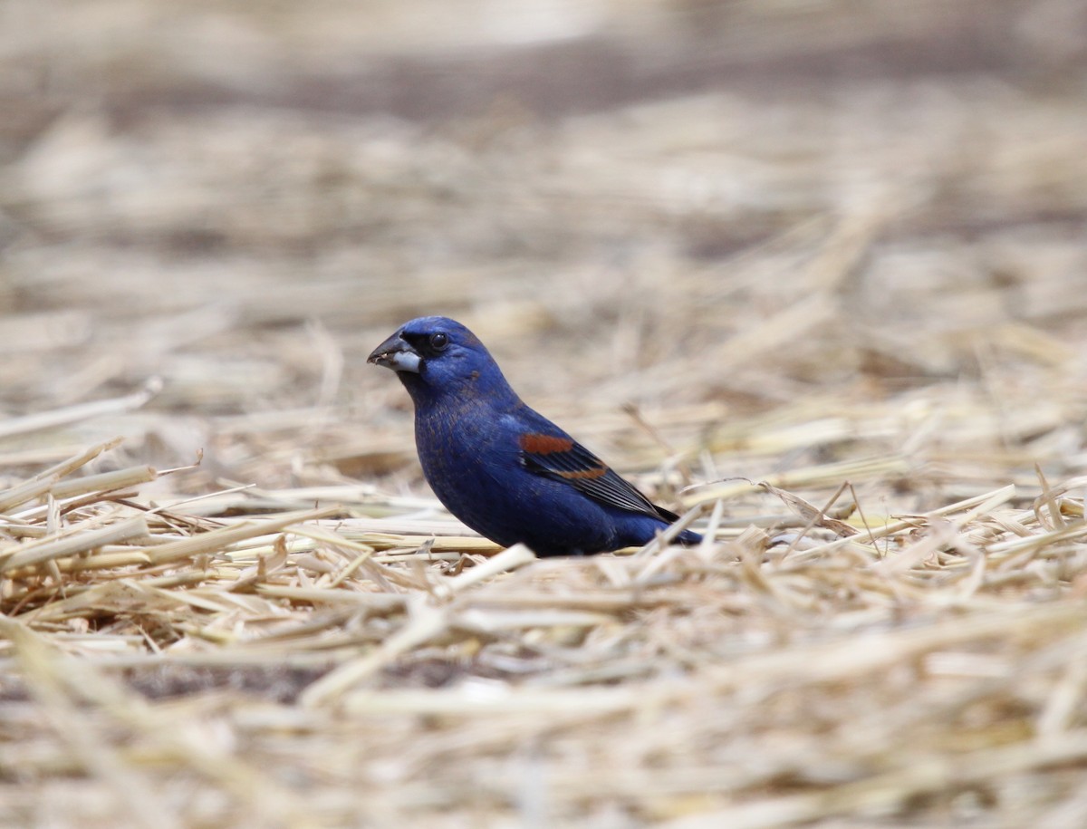 Blue Grosbeak - ML153603421