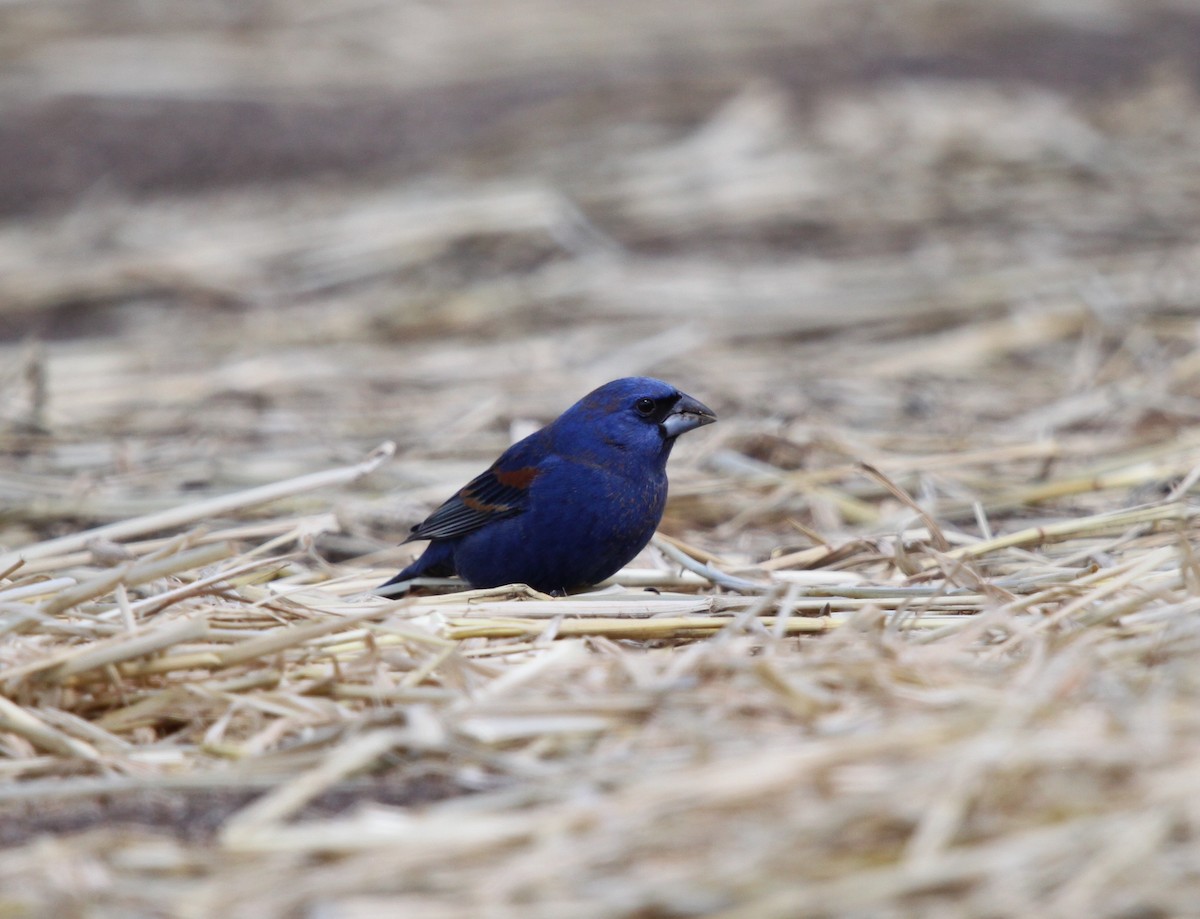 Blue Grosbeak - ML153603721