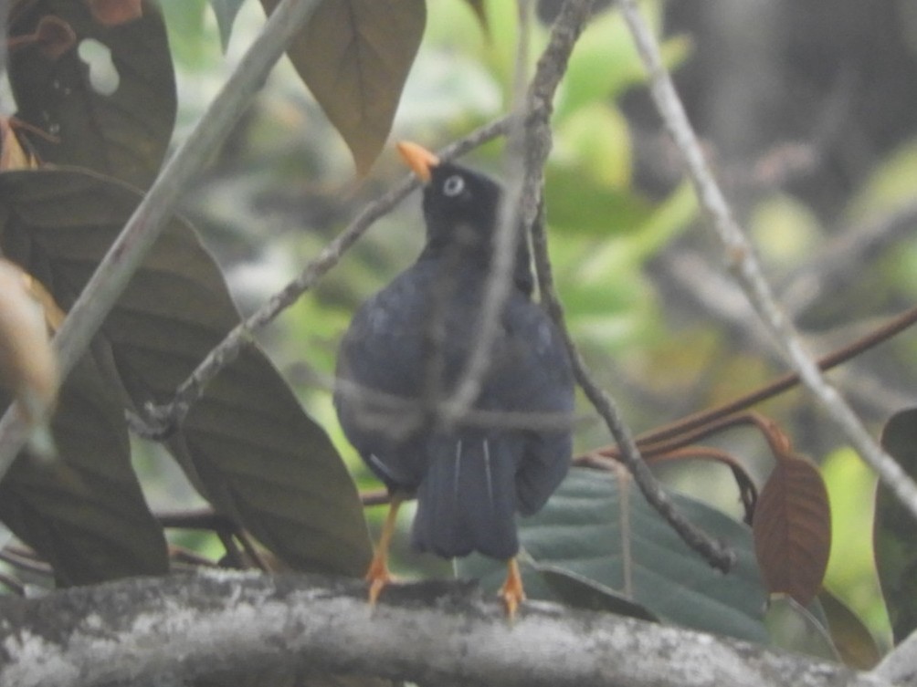 Pale-eyed Thrush - ML153603861