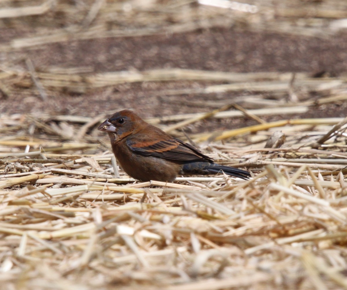 Blue Grosbeak - ML153603871