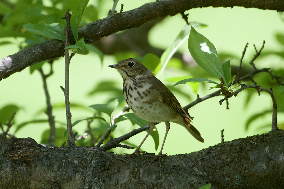 Hermit Thrush - ML153604311