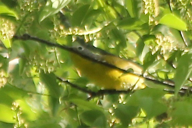 Nashville Warbler - ML153604351