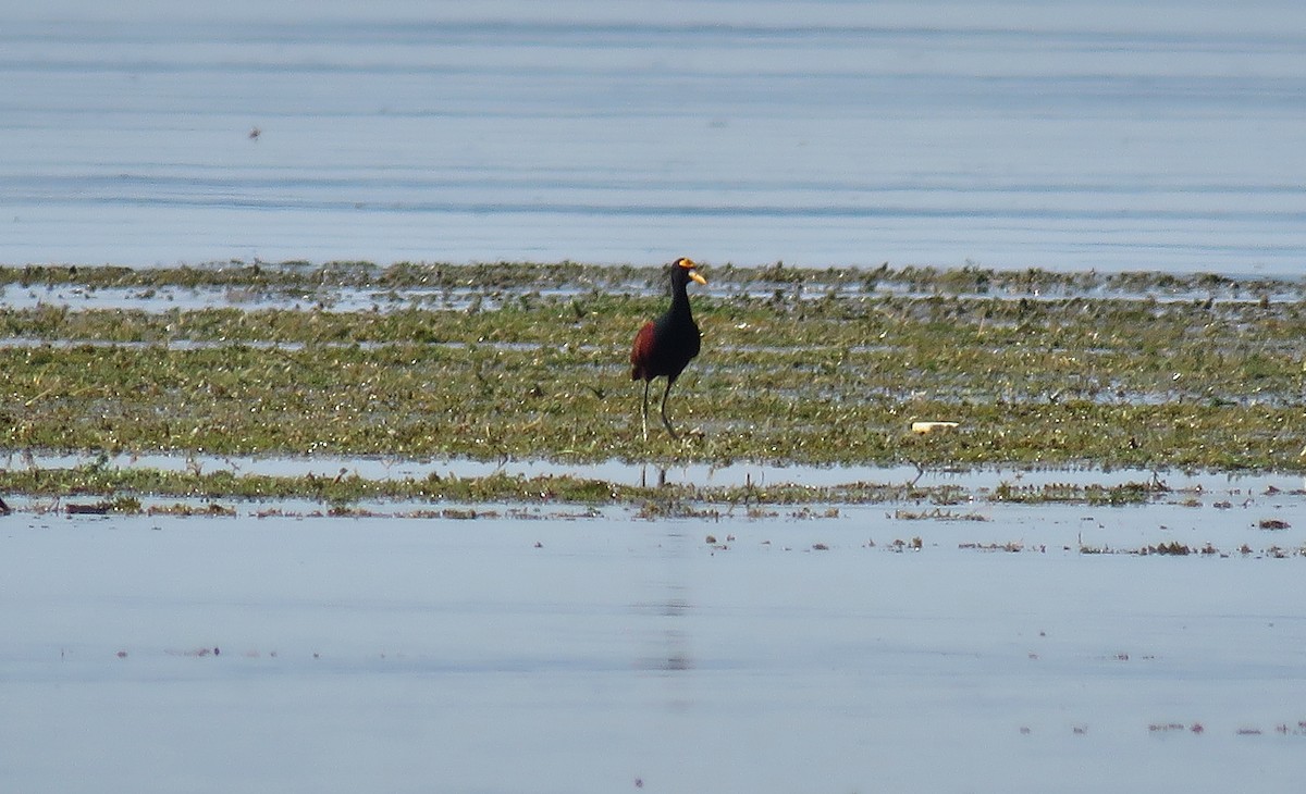 Northern Jacana - ML153604481