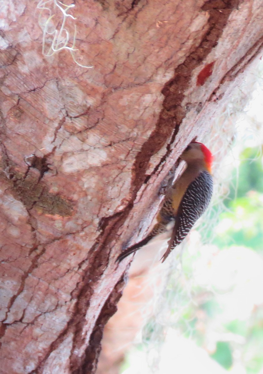 Golden-fronted Woodpecker - ML153604491