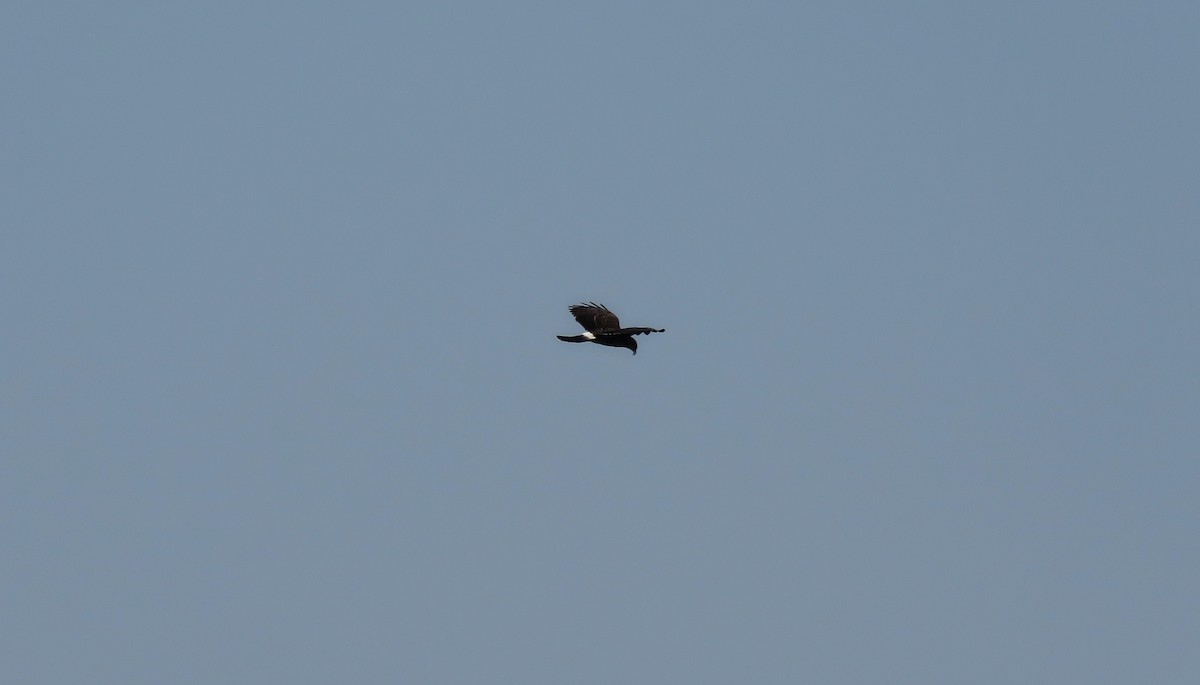 Snail Kite - ML153604501