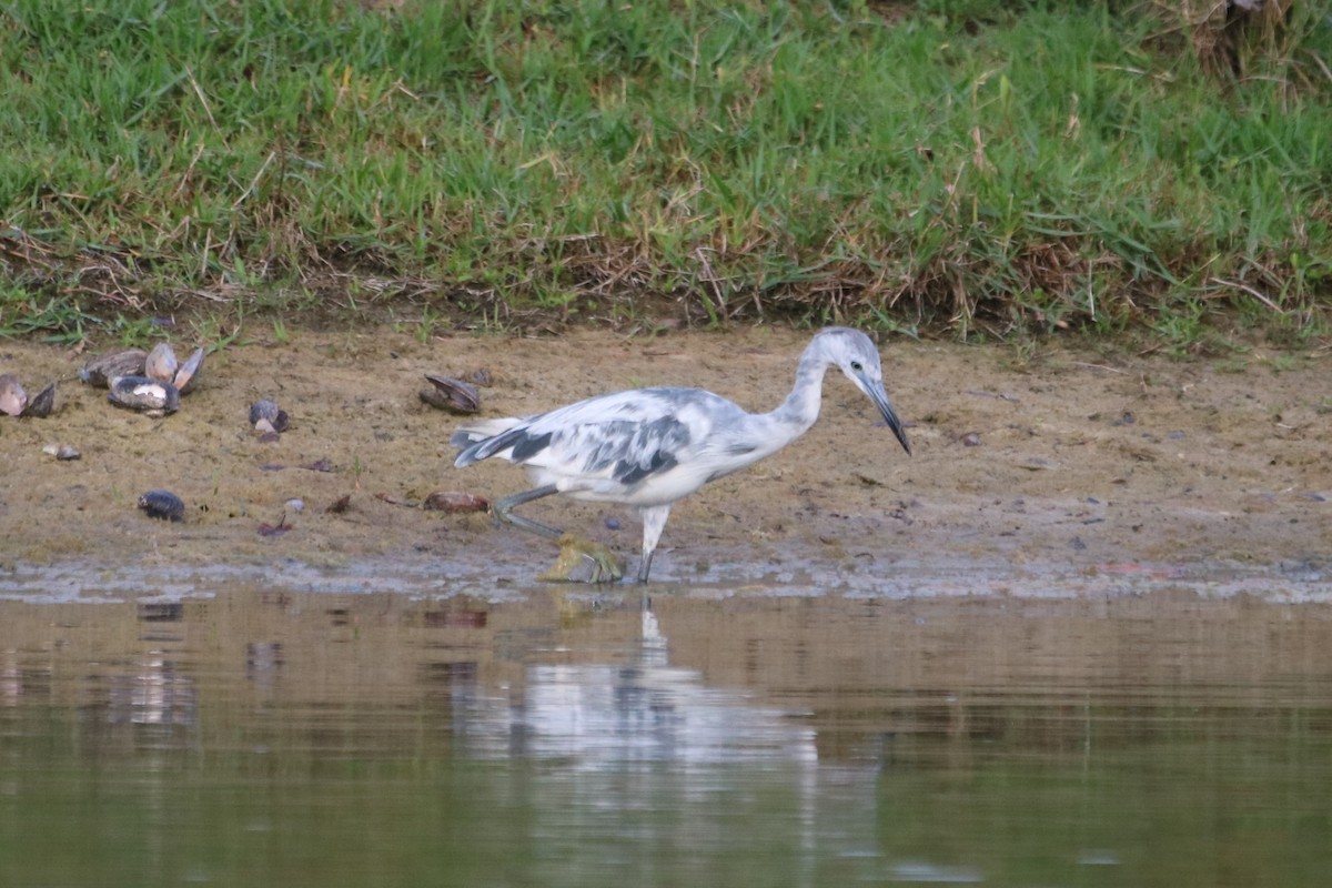 Little Blue Heron - ML153604571