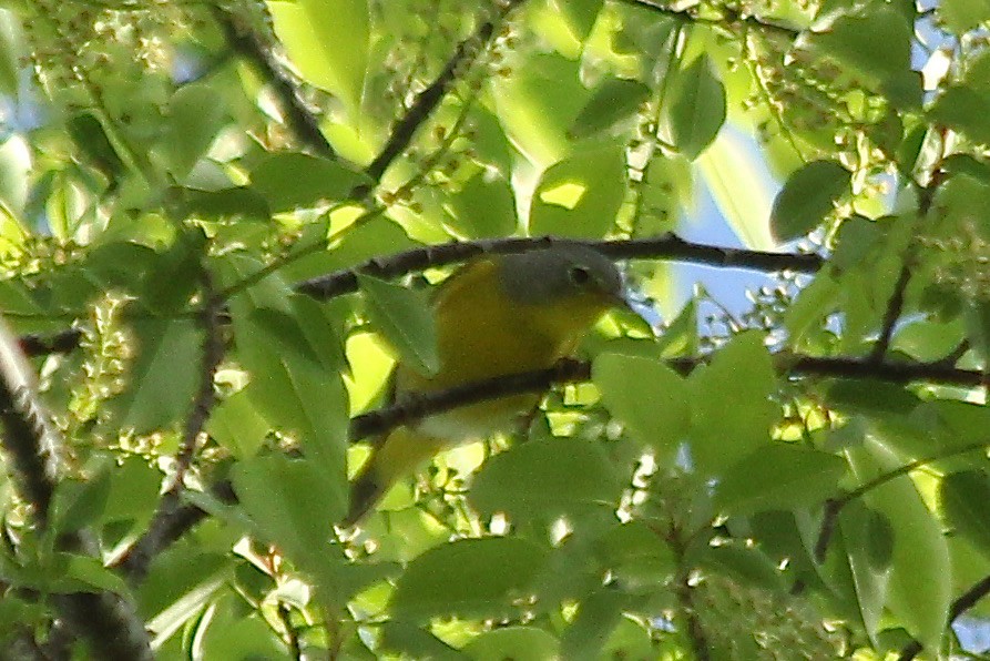 Nashville Warbler - ML153604591