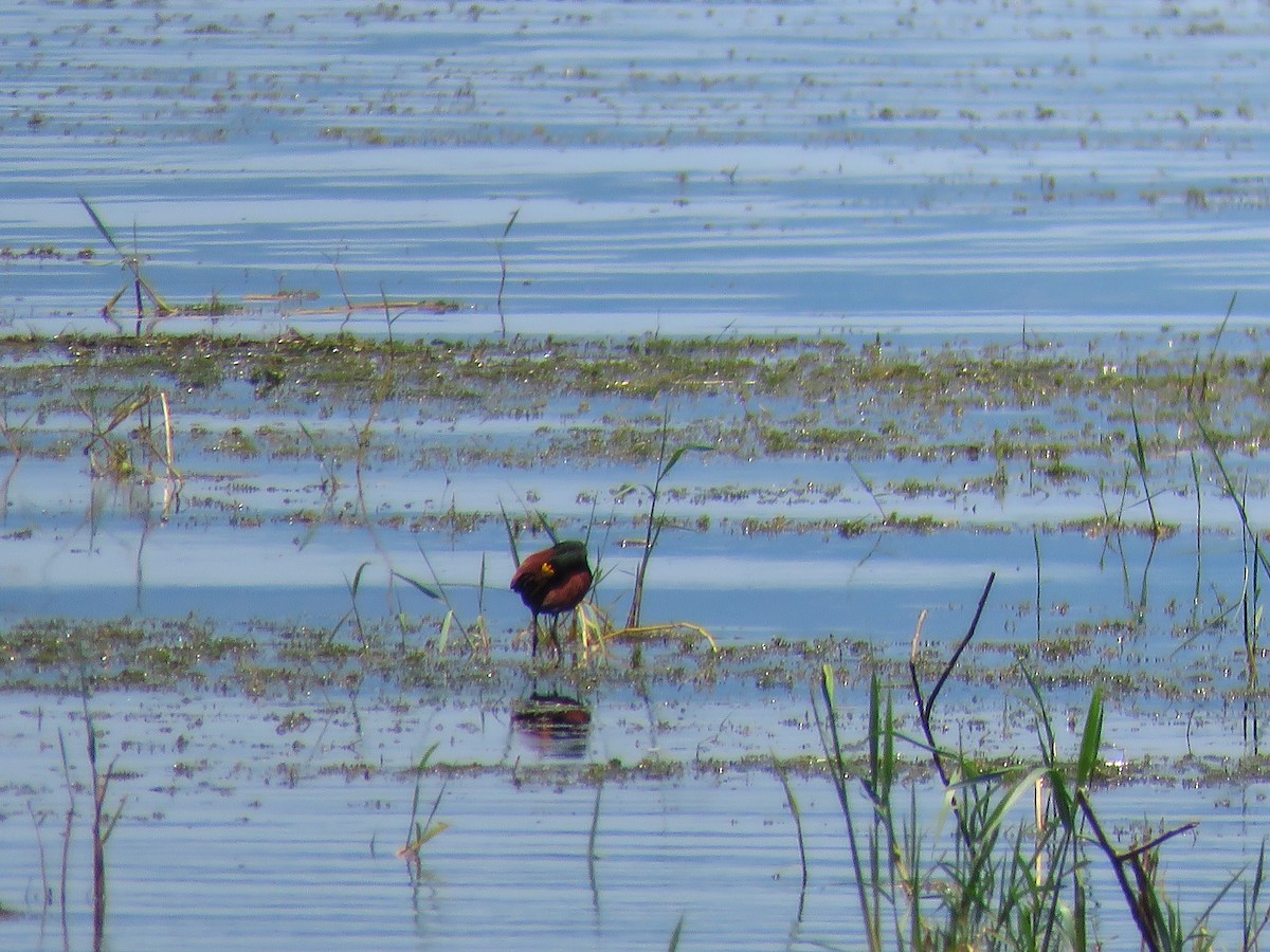 Northern Jacana - ML153604711