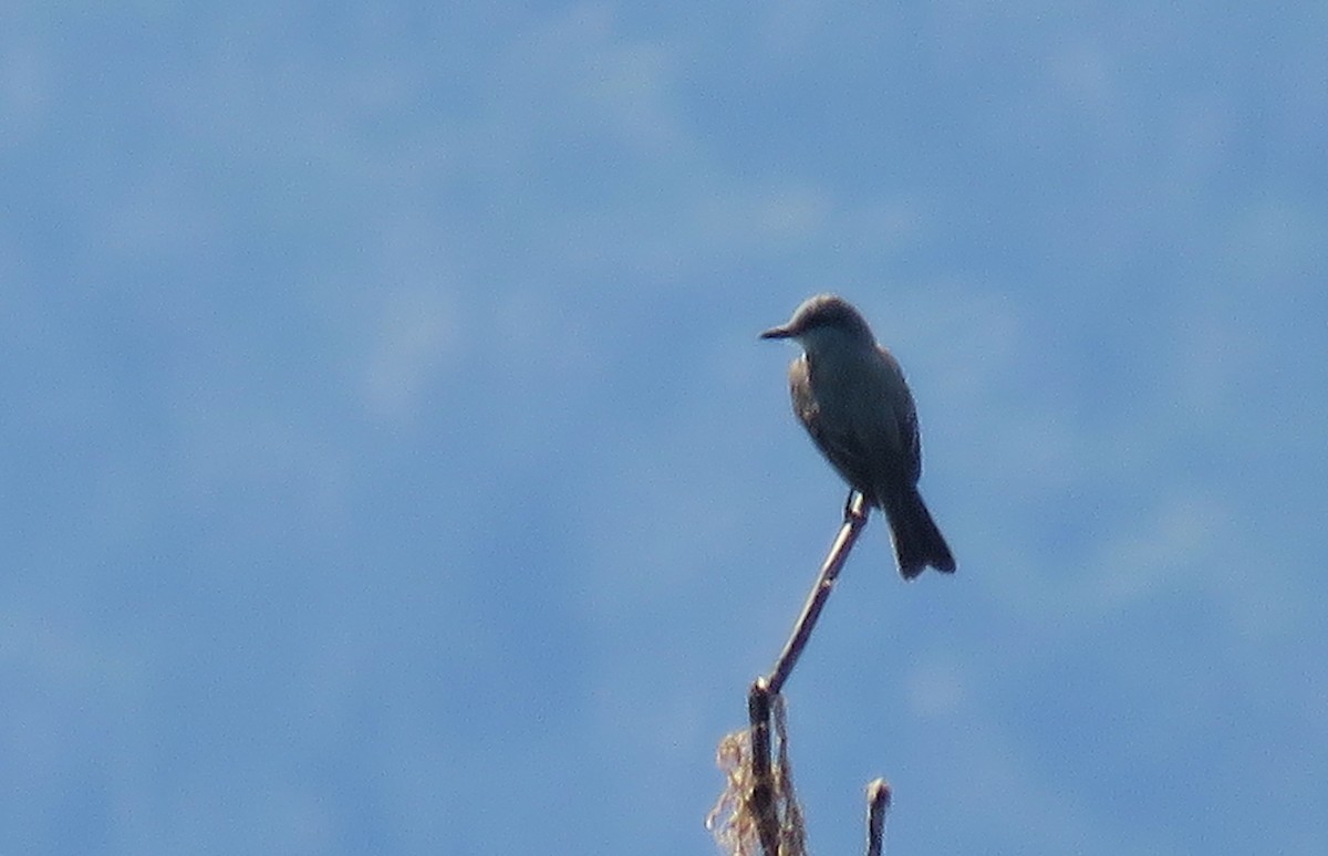Tropical Kingbird - ML153604791